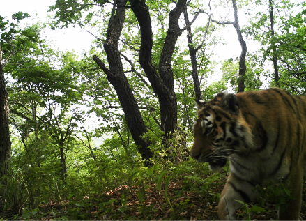 汪清虎豹公園最新消息，汪清虎豹公園最新動態(tài)概覽