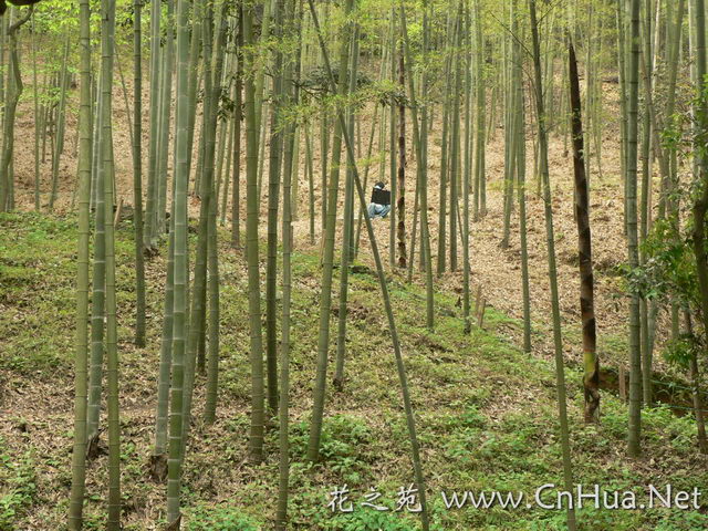 毛竹最新報(bào)價，深度解析市場趨勢與價格動態(tài)（深度好文），毛竹最新報(bào)價及市場趨勢深度解析