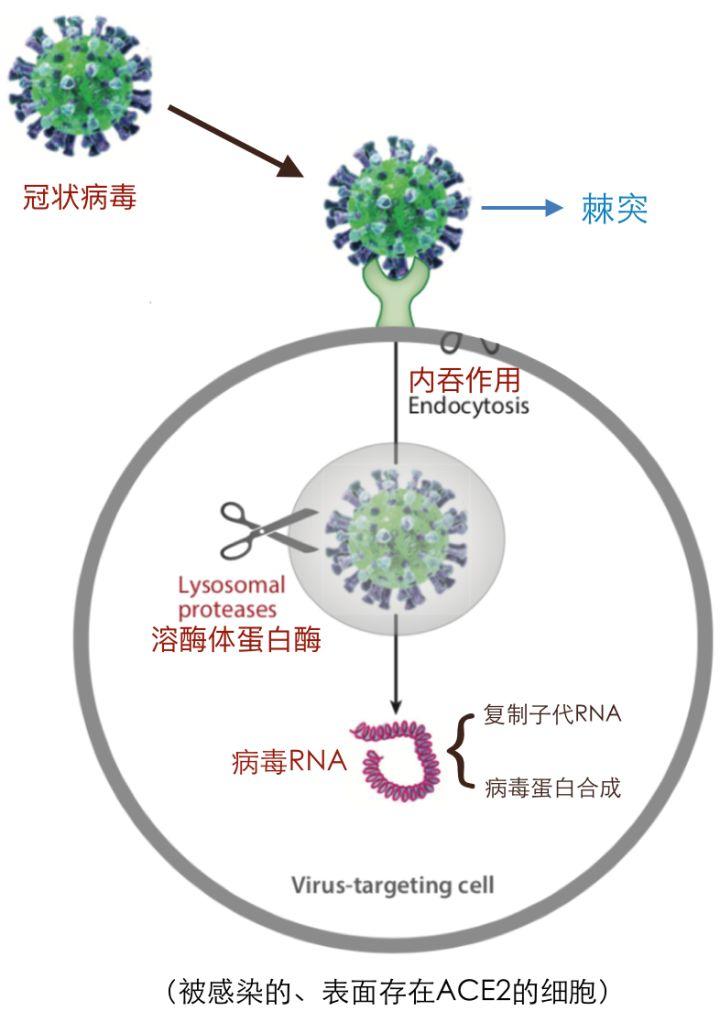 最新分離毒株，科學(xué)研究的挑戰(zhàn)與機(jī)遇，最新分離毒株，科學(xué)研究的挑戰(zhàn)與機(jī)遇探索