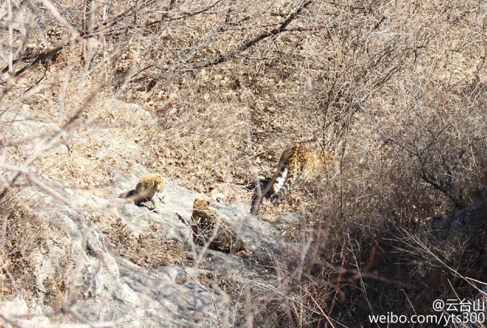 四不像正版與正版四不像，探究正版內(nèi)容的多元形態(tài)與版權(quán)保護(hù)的重要性，正版內(nèi)容的多元形態(tài)與版權(quán)保護(hù)的重要性探究，四不像正版與正版四不像的探討