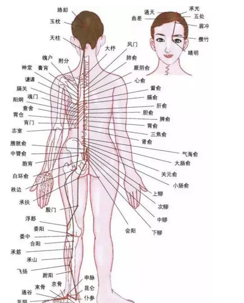 最新人體研究，探索人體奧秘的無限可能，最新人體研究揭示，探索人體奧秘的無窮潛力