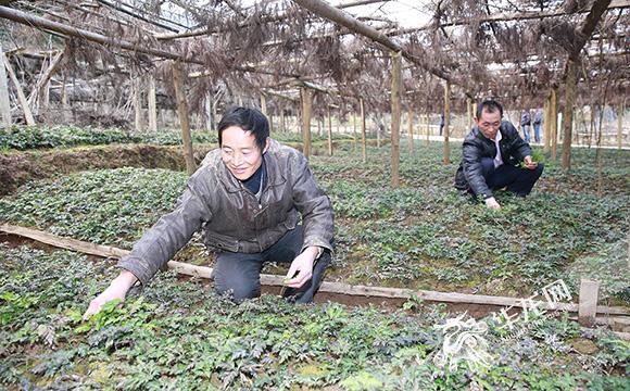 黃蓮的最新價格及其市場趨勢分析，黃蓮最新價格走勢與市場趨勢分析