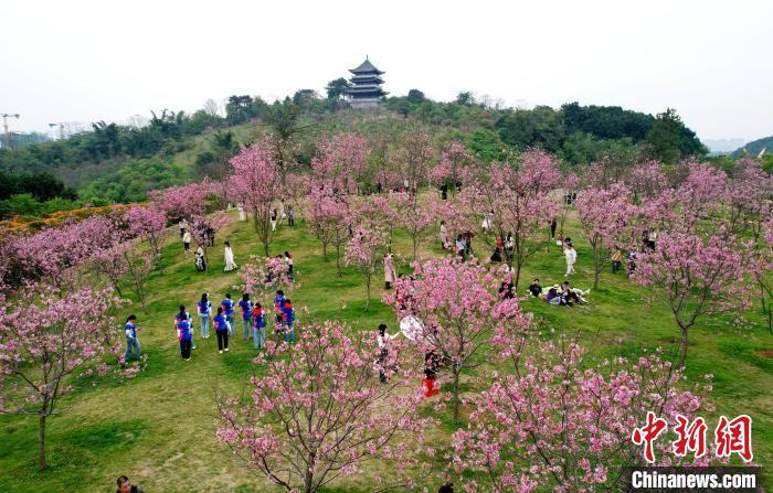 最新春景圖片，綻放的生命與無限的希望，春景綻放，生命新綠與無限希望之美圖