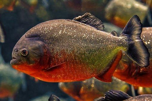 食人魚最新動態(tài)，探究其生態(tài)習性、人工飼養(yǎng)及保護意義，食人魚最新動態(tài)揭秘，生態(tài)習性、人工飼養(yǎng)與保護價值探究