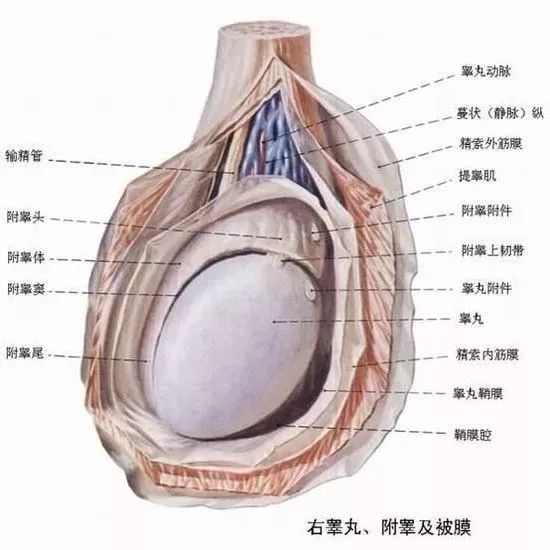 一側睪丸痛的原因及應對方法，一側睪丸痛的原因與應對方法解析