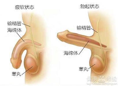 男人吃什么性功能持久一點，營養(yǎng)與健康的探討，男人如何通過飲食增強性功能持久力，營養(yǎng)與健康探討之道