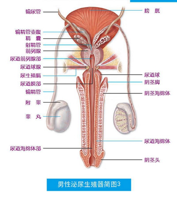 男性泌尿系統(tǒng)，功能與健康的守護(hù)，男性泌尿系統(tǒng)功能與健康守護(hù)之道