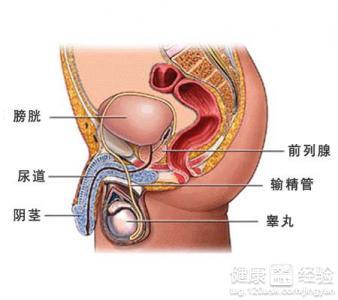 慢性前列腺炎的表現(xiàn)及其影響，慢性前列腺炎的癥狀表現(xiàn)及其影響概述