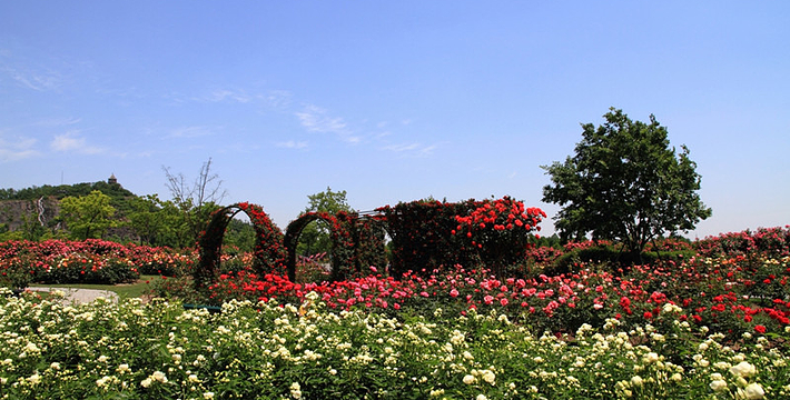 上海辰山植物園門票價格詳解，上海辰山植物園門票價格全解析