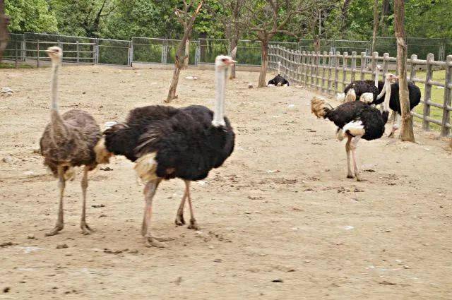 野生動(dòng)物園優(yōu)惠政策，60歲以上的老年人是否享受優(yōu)惠？，野生動(dòng)物園優(yōu)惠政策，60歲以上老年人是否享受優(yōu)惠？