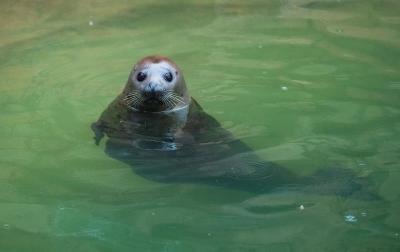 濟南野生動物園，自然與動物的和諧樂章，濟南野生動物園，自然與動物的和諧交響樂章