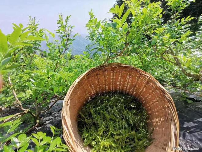 莓茶，神奇的功效與作用，莓茶，神奇功效與獨(dú)特作用揭秘