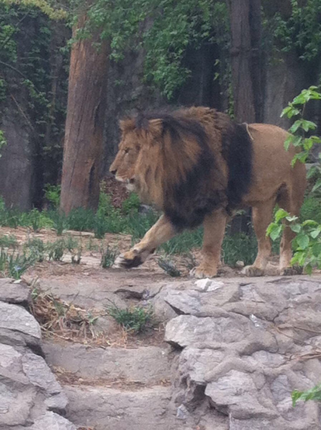 北京動(dòng)物園攻略一日游，探索動(dòng)物王國(guó)的精彩之旅，北京動(dòng)物園一日游攻略，探索動(dòng)物王國(guó)的精彩探險(xiǎn)之旅